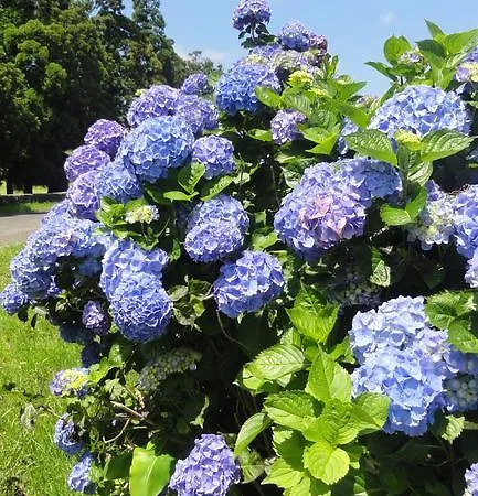 Quinta Do Chico Feijao * لاجيس