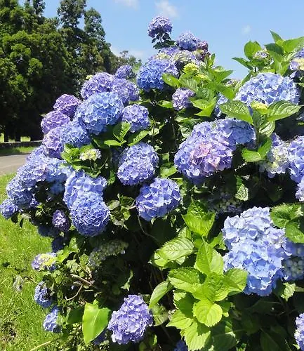 Quinta Do Chico Feijao * Lajes